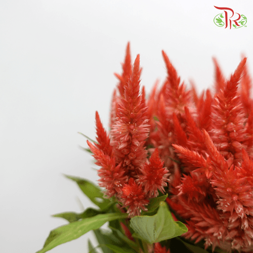 Celosia Sharp - Salamander Orange (5 Stems)-Orange-Netherland-prflorist.com.my