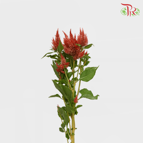 Celosia Sharp - Salamander Orange (5 Stems)-Orange-Netherland-prflorist.com.my