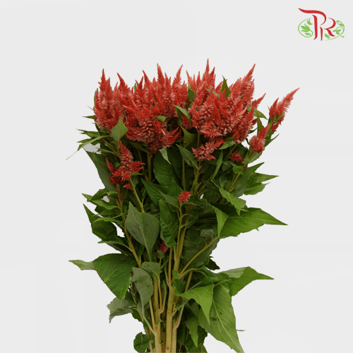 Celosia Sharp - Salamander Orange (5 Stems)-Orange-Netherland-prflorist.com.my
