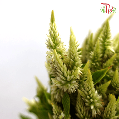 Celosia Sharp & Spray - Green (Per Bunch)-Green-China-prflorist.com.my