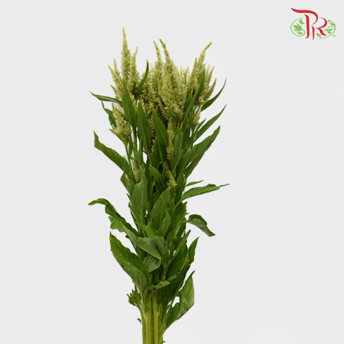 Celosia Sharp & Spray - Green (Per Bunch)-Green-China-prflorist.com.my