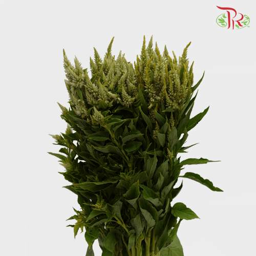 Celosia Sharp & Spray - Green (Per Bunch)-Green-China-prflorist.com.my