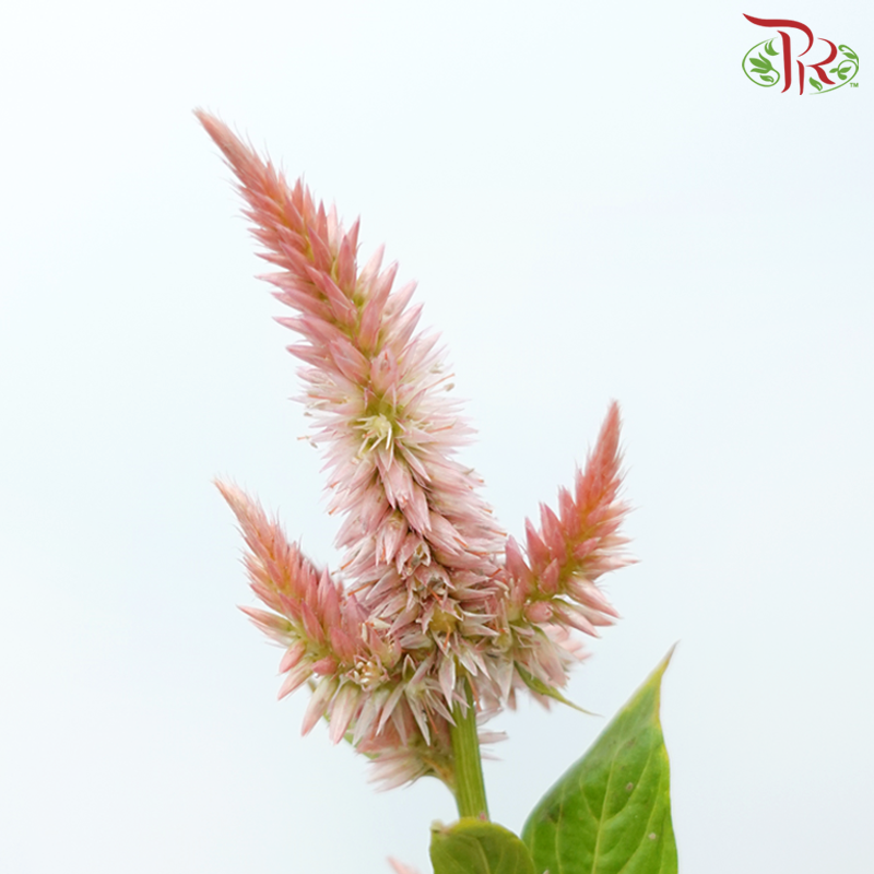 Celosia Sharp & Spray - Light Orange (Per Bunch)-Light Orange-China-prflorist.com.my