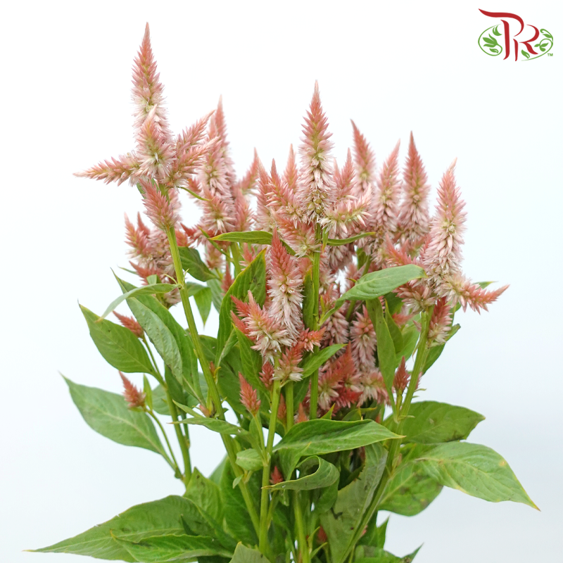 Celosia Sharp & Spray - Light Orange (Per Bunch)-Light Orange-China-prflorist.com.my