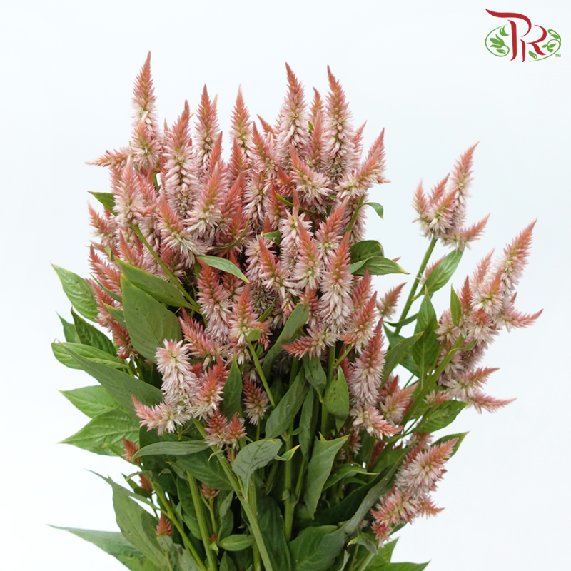 Celosia Sharp & Spray - Light Orange (Per Bunch)-Light Orange-China-prflorist.com.my
