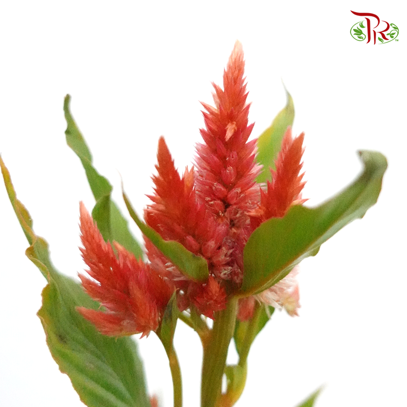 Celosia Sharp & Spray - Light Red (Per Bunch)-Red-China-prflorist.com.my