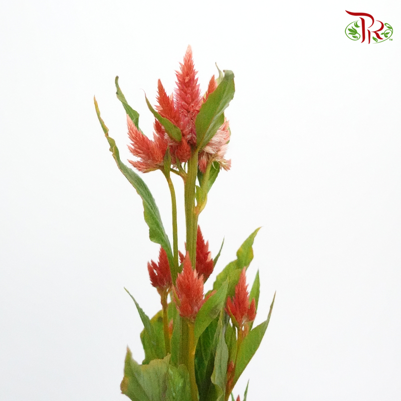 Celosia Sharp & Spray - Light Red (Per Bunch)-Red-China-prflorist.com.my