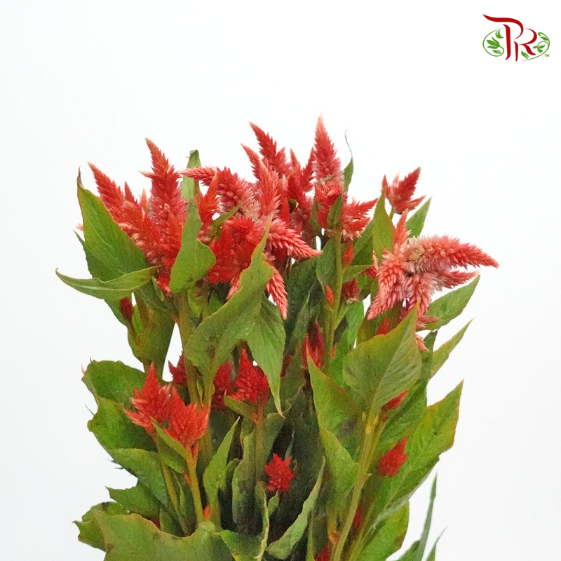 Celosia Sharp & Spray - Light Red (Per Bunch)-Red-China-prflorist.com.my
