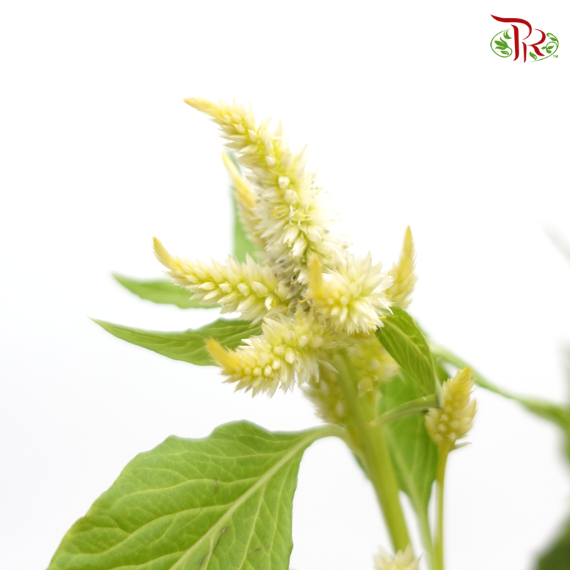 Celosia Sharp & Spray - Light Yellow (Per Bunch)-Yellow-China-prflorist.com.my