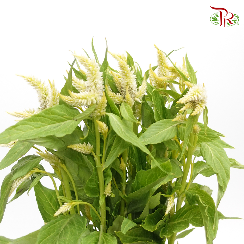 Celosia Sharp & Spray - Light Yellow (Per Bunch)-Yellow-China-prflorist.com.my