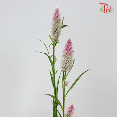 Celosia Sharp & Spray - Lilac (Per Bunch)-Lilac-China-prflorist.com.my