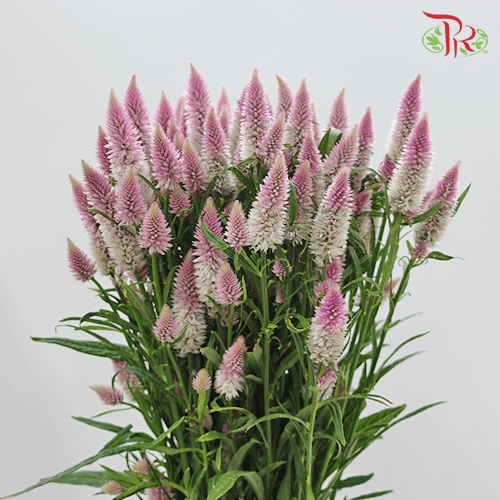 Celosia Sharp & Spray - Lilac (Per Bunch)-Lilac-China-prflorist.com.my