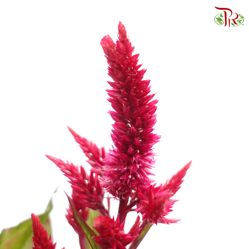 Celosia Sharp & Spray - Maroon (Per Bunch)-Maroon-China-prflorist.com.my