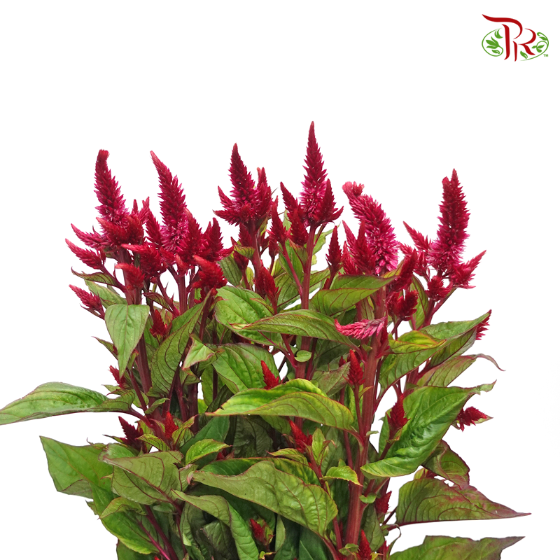 Celosia Sharp & Spray - Maroon (Per Bunch)-Maroon-China-prflorist.com.my