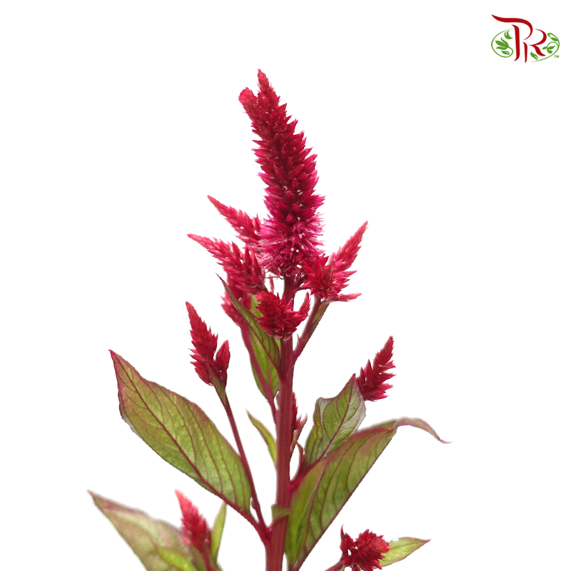 Celosia Sharp & Spray - Maroon (Per Bunch)-Maroon-China-prflorist.com.my