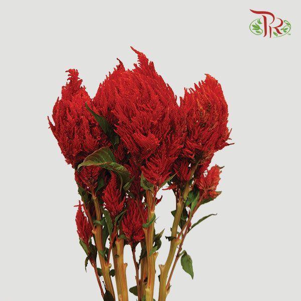 Celosia Sharp & Spray - Red (5 Stems)-Red-Japan-prflorist.com.my