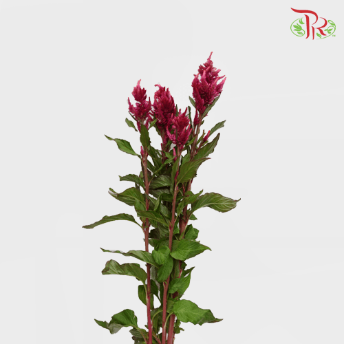 Celosia Sharp & Spray - Red (Per Bunch)-Red-China-prflorist.com.my