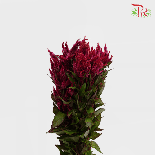 Celosia Sharp & Spray - Red (Per Bunch)-Red-China-prflorist.com.my