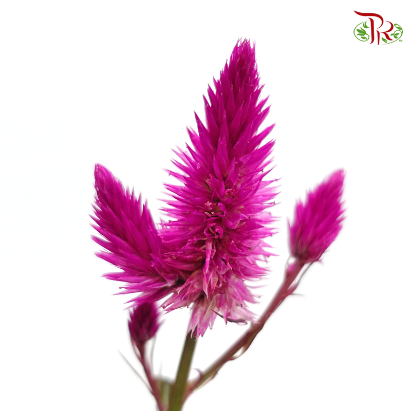 Celosia Sharp & Spray - Redish Purple (Per Bunch)-Purple-China-prflorist.com.my