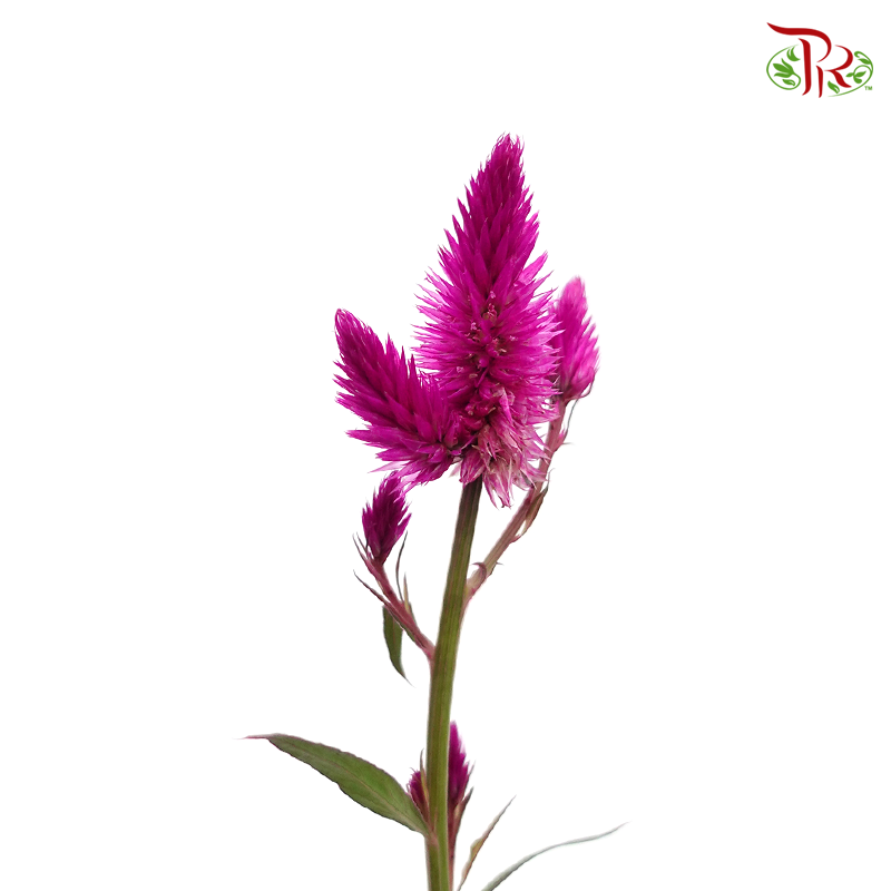Celosia Sharp & Spray - Redish Purple (Per Bunch)-Purple-China-prflorist.com.my