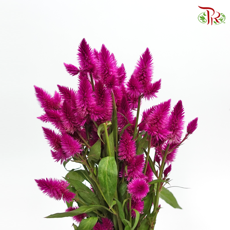 Celosia Sharp & Spray - Redish Purple (Per Bunch)-Purple-China-prflorist.com.my