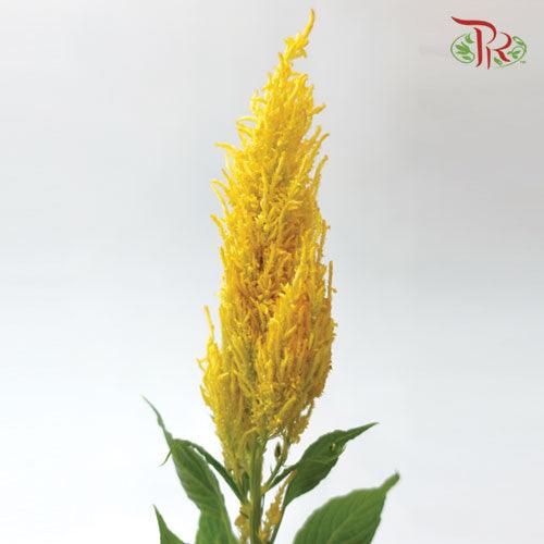 Celosia Sharp - Yellow (5 Stems)-Yellow-Netherland-prflorist.com.my