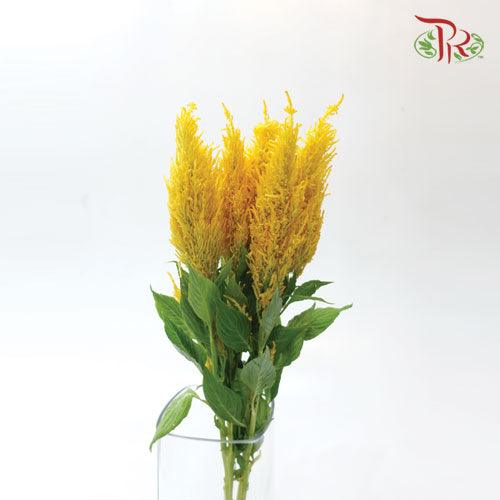 Celosia Sharp - Yellow (5 Stems)-Yellow-Netherland-prflorist.com.my
