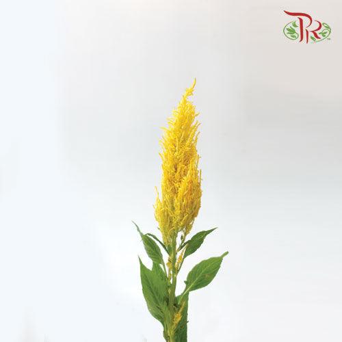 Celosia Sharp - Yellow (5 Stems)-Yellow-Netherland-prflorist.com.my