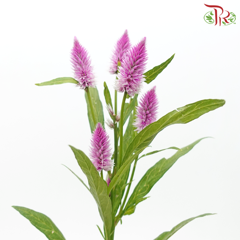 Celosia Spray - Purple (Per Bunch)-Magenta-China-prflorist.com.my