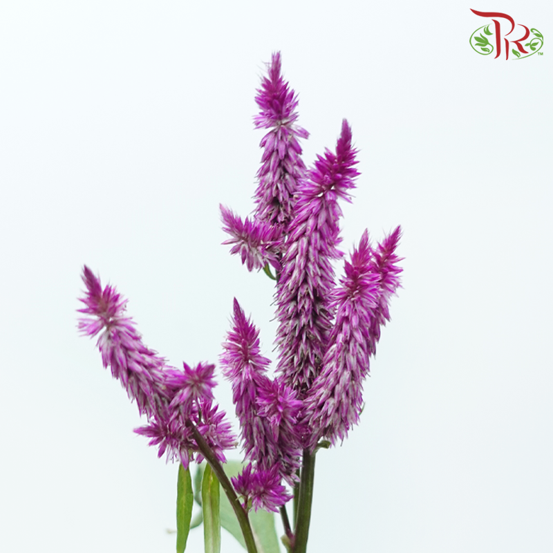 Celosia Spray - Purple (Per Bunch)-Purple-China-prflorist.com.my