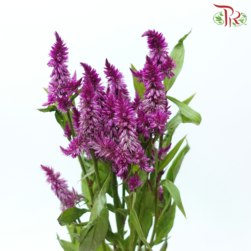 Celosia Spray - Purple (Per Bunch)-Purple-China-prflorist.com.my