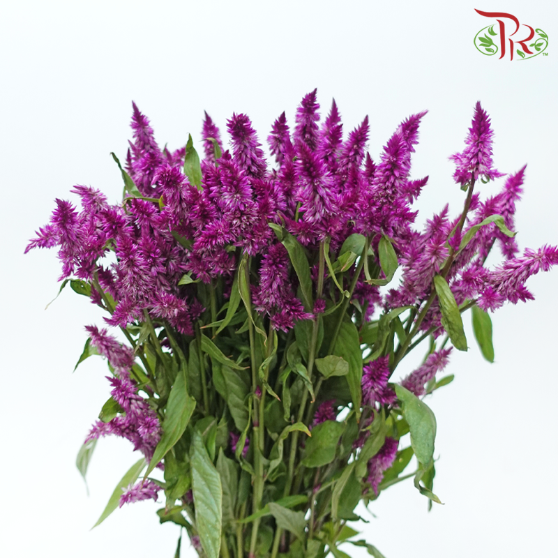 Celosia Spray - Purple (Per Bunch)-Purple-China-prflorist.com.my