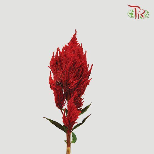 Celosia Spray - Red (Per Bunch)-Red-China-prflorist.com.my