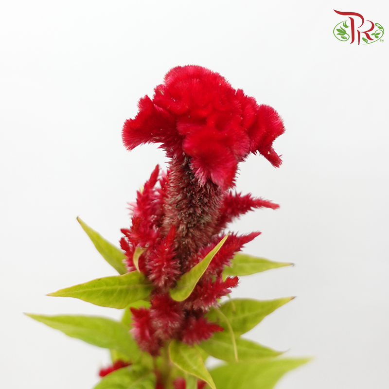 Celosia Texana / Nitida - Red (5 Stems)-Red-Import-prflorist.com.my
