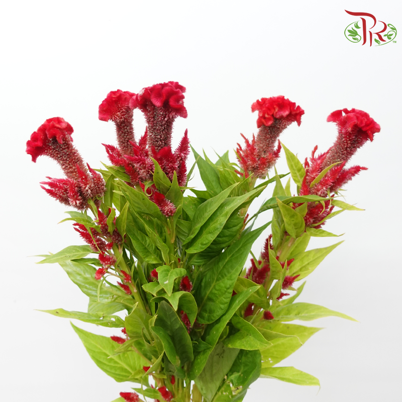 Celosia Texana / Nitida - Red (5 Stems)-Red-Import-prflorist.com.my