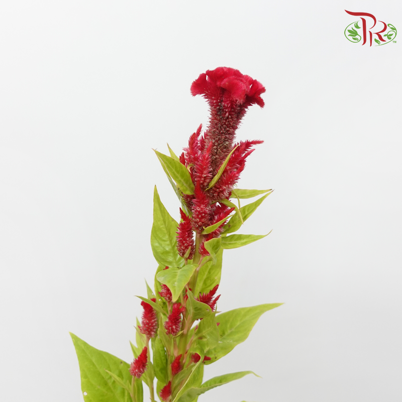 Celosia Texana / Nitida - Red (5 Stems)-Red-Import-prflorist.com.my