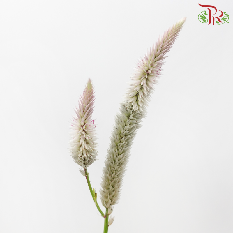 Celosia - White - Light Pink (5 Stems)-White-Light Pink-Japan-prflorist.com.my