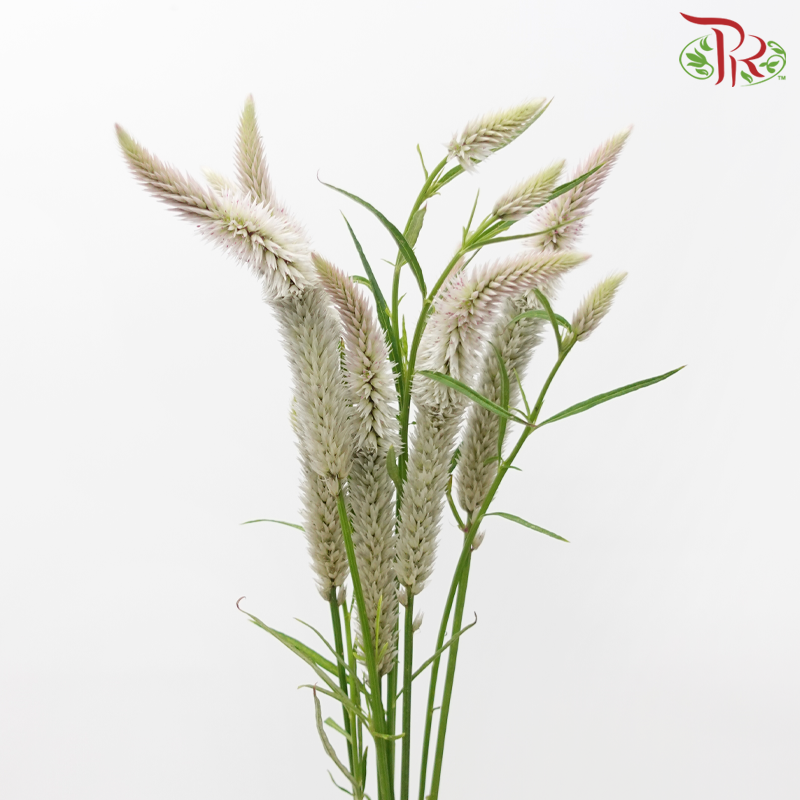 Celosia - White - Light Pink (5 Stems)-White-Light Pink-Japan-prflorist.com.my