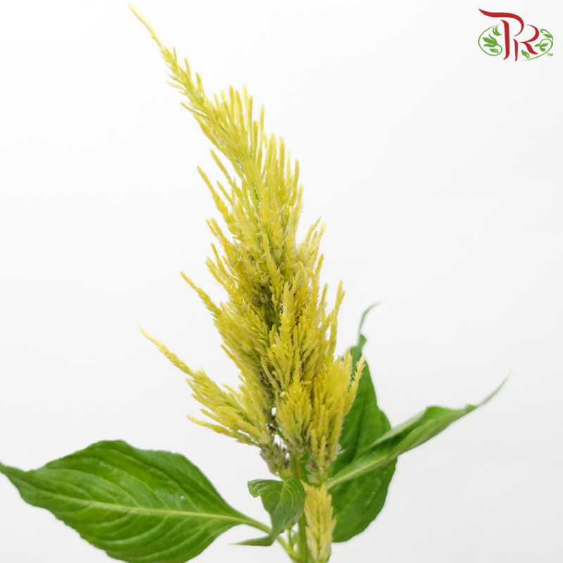 Celosia - Yellow (5 Stems)-Yellow-Japan-prflorist.com.my