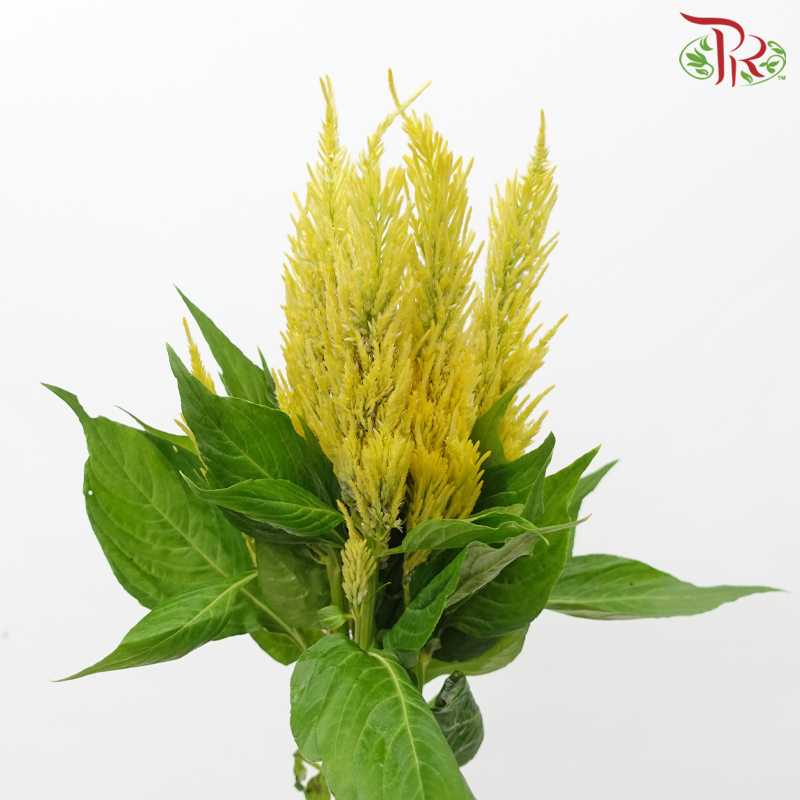 Celosia - Yellow (5 Stems)-Yellow-Japan-prflorist.com.my