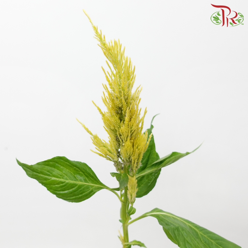 Celosia - Yellow (5 Stems)-Yellow-Japan-prflorist.com.my
