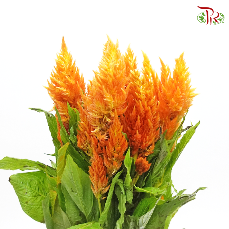 Celosia Spray - Christata Orange (Per Bunch) - Pudu Ria Florist