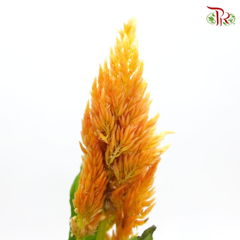 Celosia Spray - Christata Orange (Per Bunch) - Pudu Ria Florist