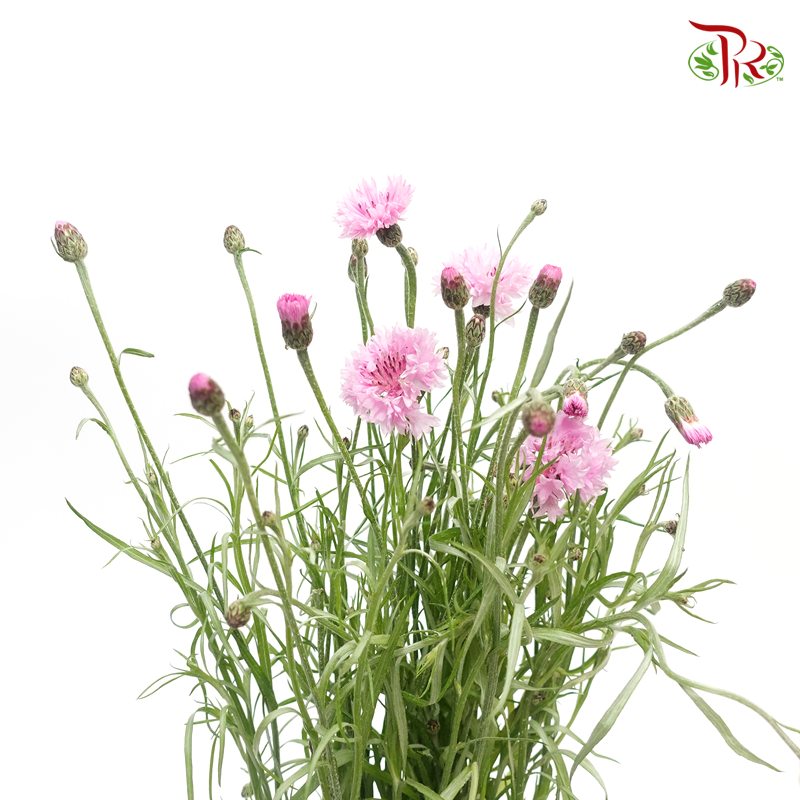 Centaurea (5 Stems)-Pink-Netherland-prflorist.com.my
