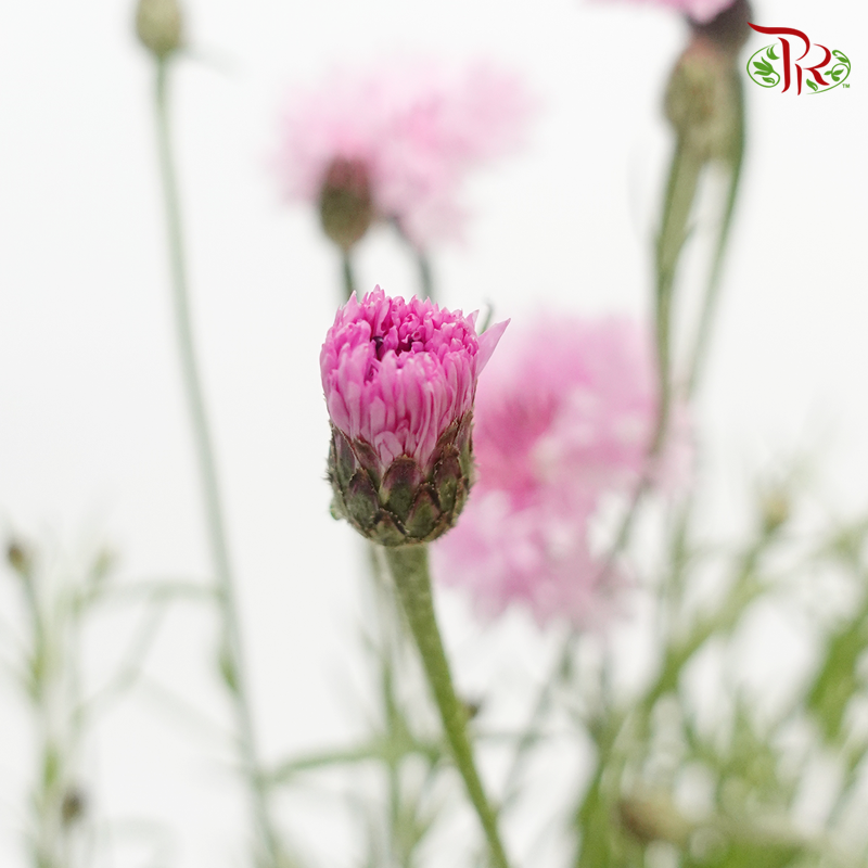 Centaurea (5 Stems)-Pink-Netherland-prflorist.com.my