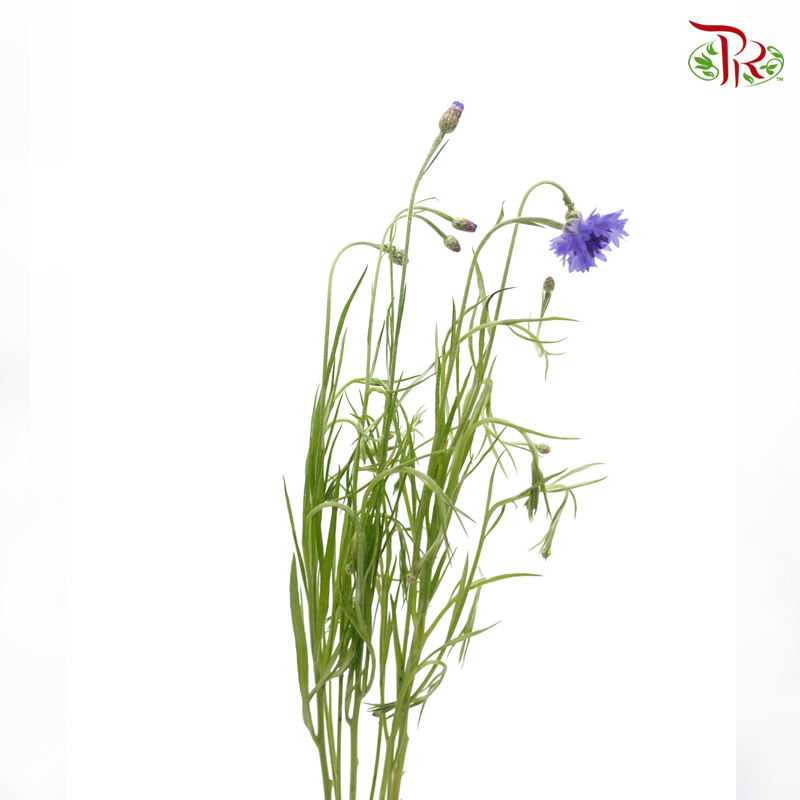 Centaurea -Blue (5 Stems)-Tone Blue-Netherland-prflorist.com.my