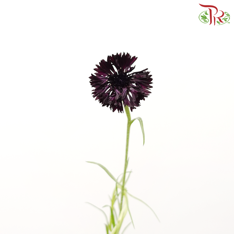 Centaurea - Odessa (5 Stems)-Dark Purple-Japan-prflorist.com.my