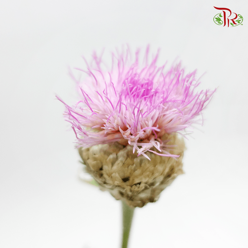 Centaurea Pink - Corn Flower (Per Bunch)-Pink-China-prflorist.com.my