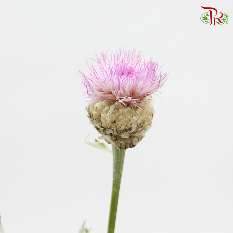 Centaurea Pink - Corn Flower (Per Bunch)-Pink-China-prflorist.com.my