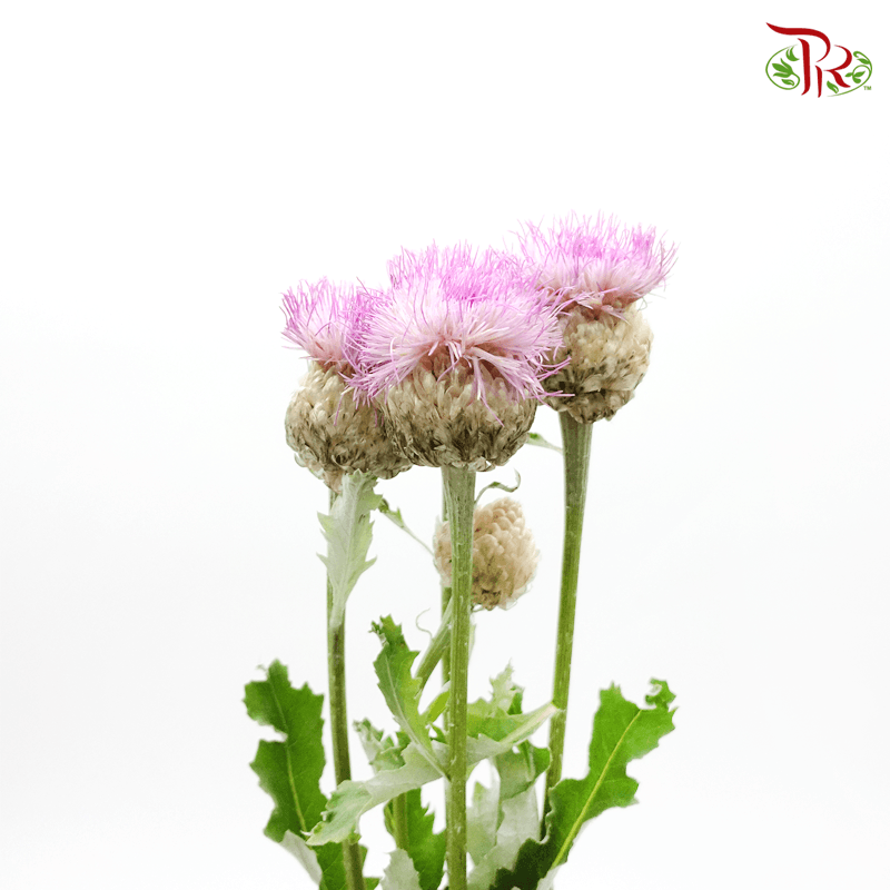 Centaurea Pink - Corn Flower (Per Bunch)-Pink-China-prflorist.com.my